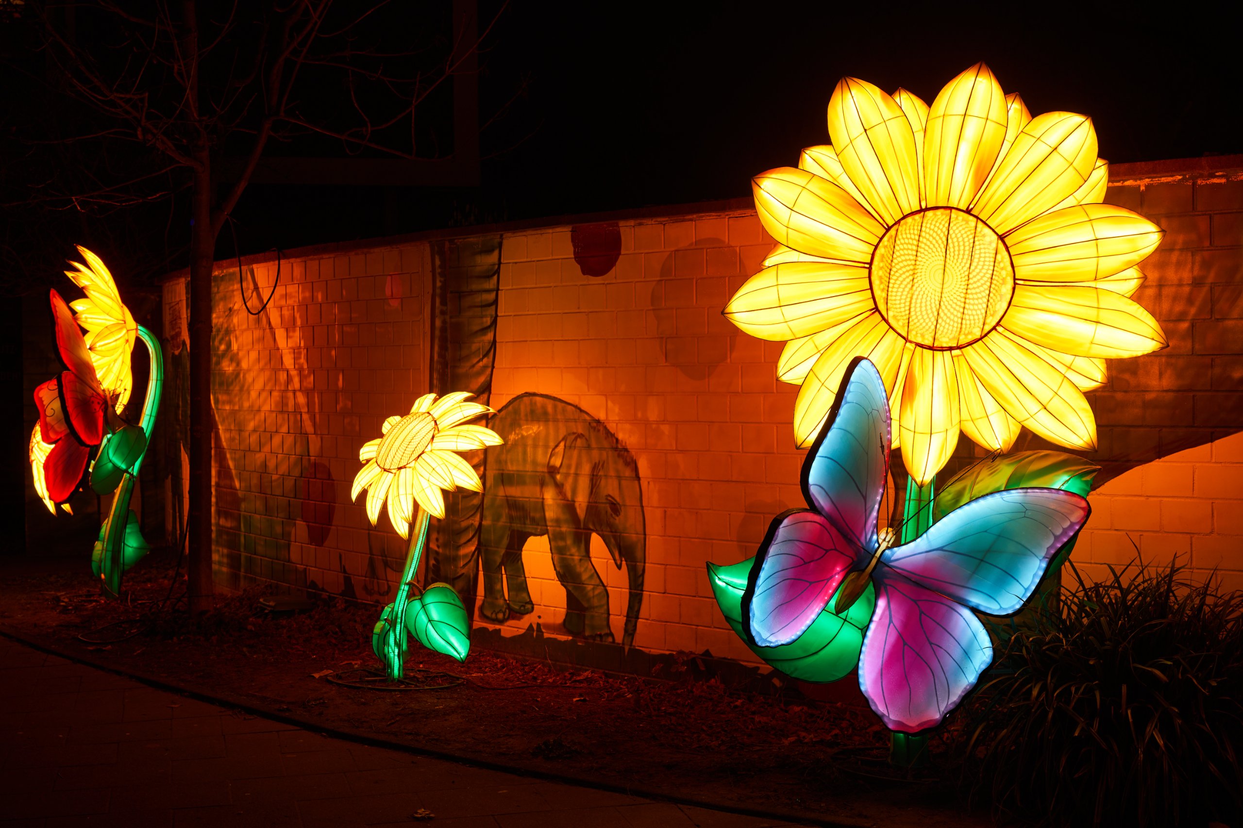 2024 01 03 Köln Zoo China Lights 0993